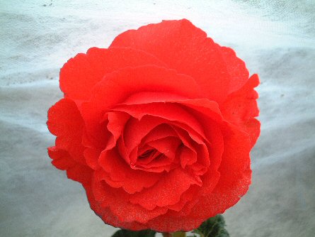 B. ‘Phil Cornwell’